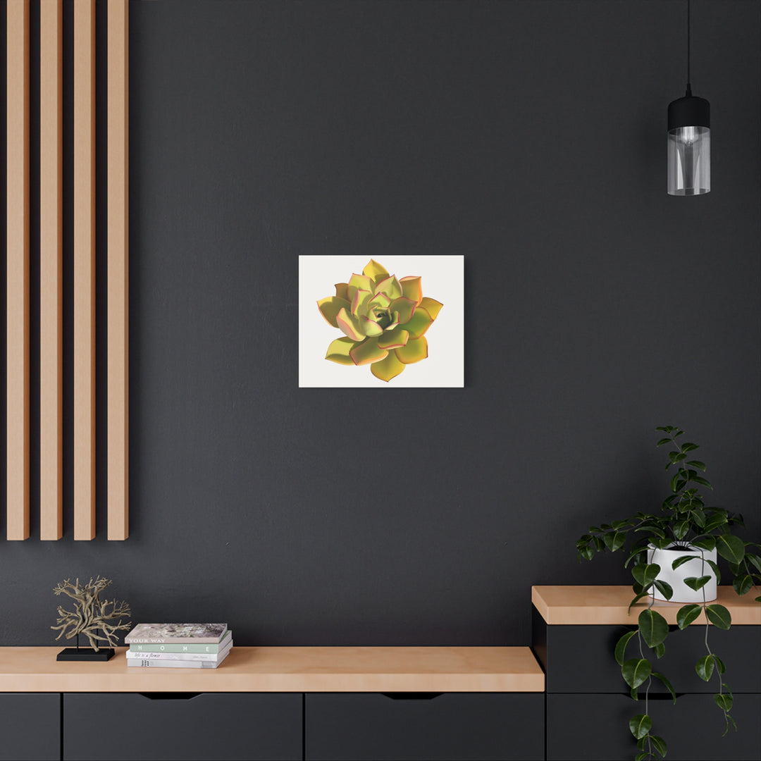Noble Aeonium Succulent Canvas Wall Art Print for Modern Home Decor by The Potted Pixel