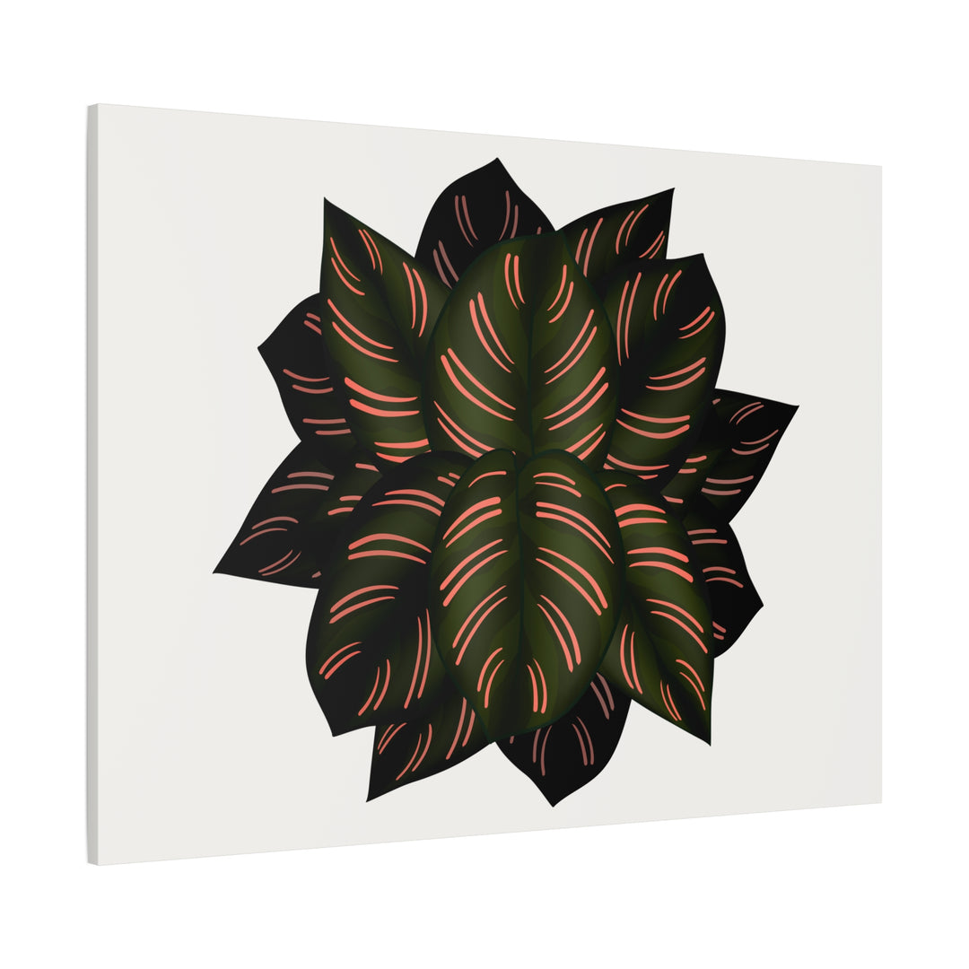 Calathea Pinstripe Canvas Botanical Wall Art Print On Stretched Cotton Canvas For Living Room Decor