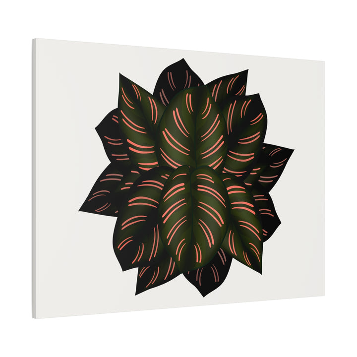 Calathea Pinstripe Canvas Botanical Wall Art Print On Stretched Cotton Canvas For Living Room Decor