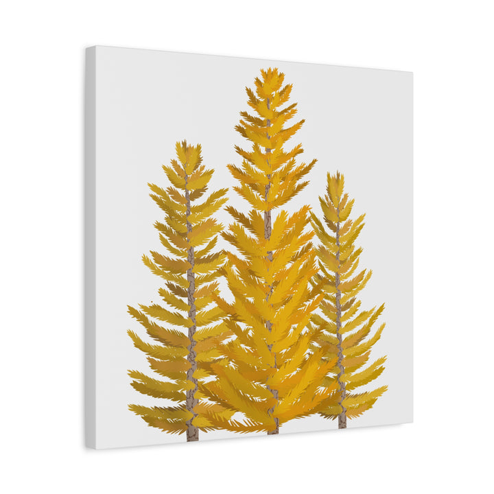 Western Larch Canvas Print – Wall Art