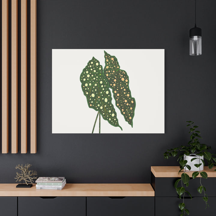 Begonia Maculata Canvas Premium Botanical Wall Art Print On Cotton Canvas With Matte Finish For Indoor Decor