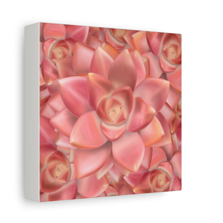 Graptosedum California Sunset Succulent Canvas Print – Botanical Wall Art - The Potted Pixel