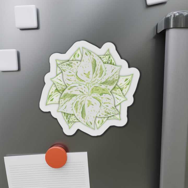 Snow Queen Pothos Magnet