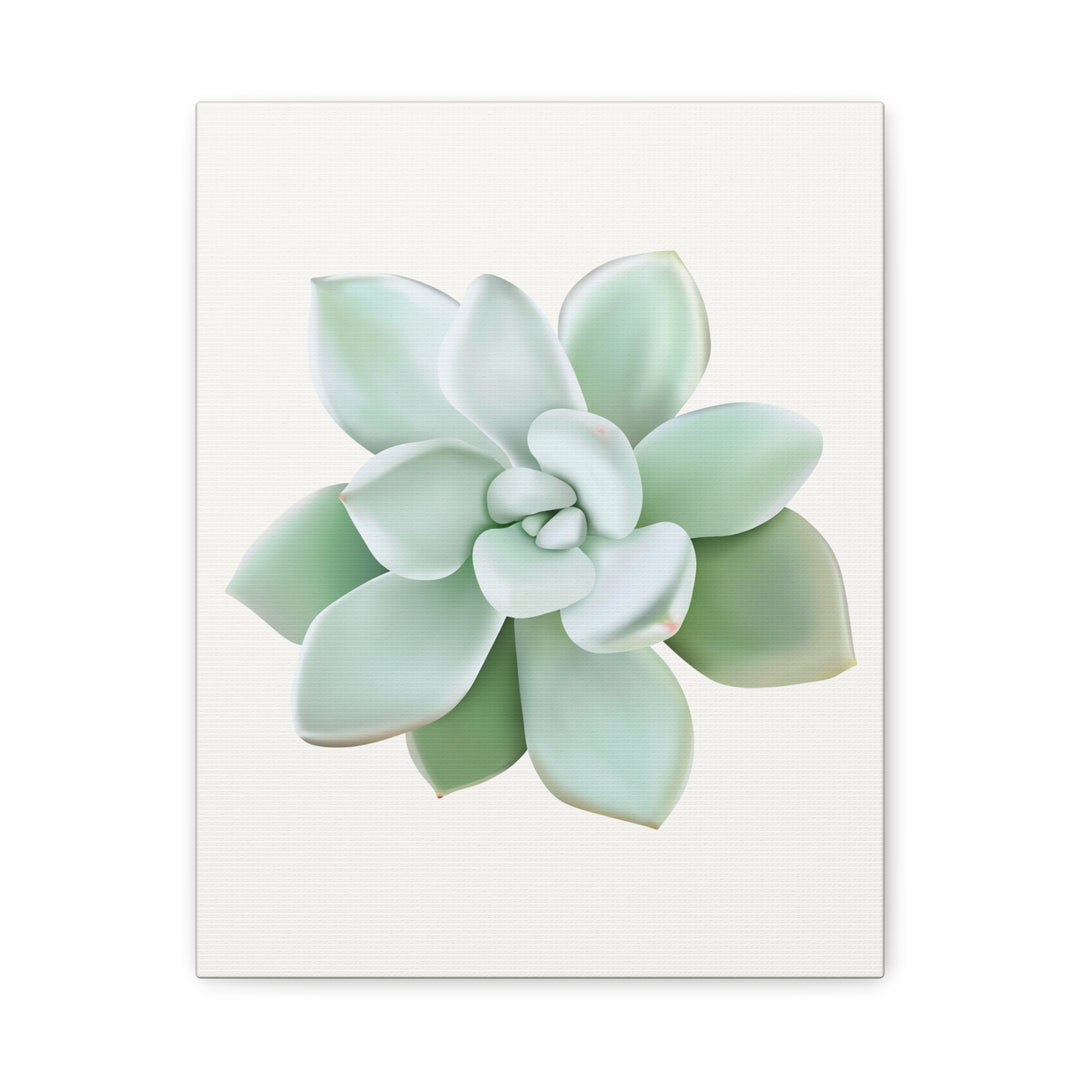 Succulent Canvas Art Pachyveria Haagei Print On Matte Finish Canvas Botanical Wall Decor