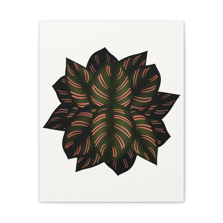 Calathea Pinstripe Canvas Botanical Wall Art Print On Stretched Cotton Canvas For Living Room Decor