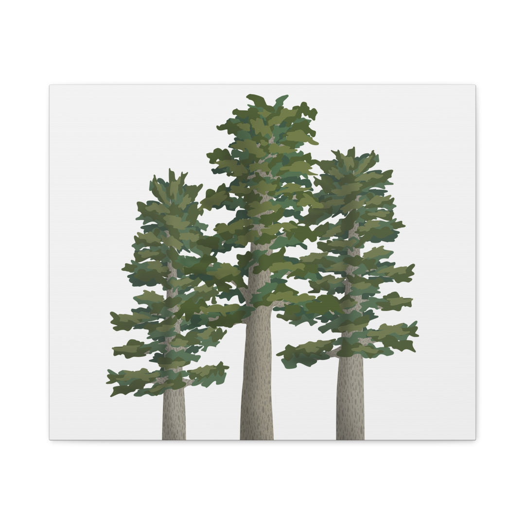 Sitka Spruce Canvas Print – Wall Art