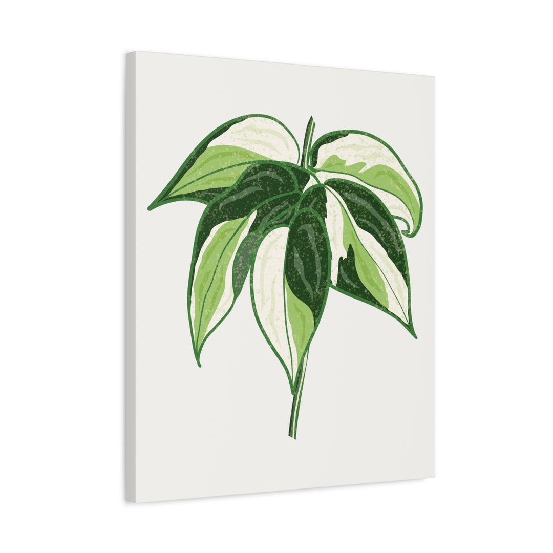 Philodendron Canvas Print Cream Splash Variegated Plant Art On Matte Cotton Canvas For Home Wall Decor