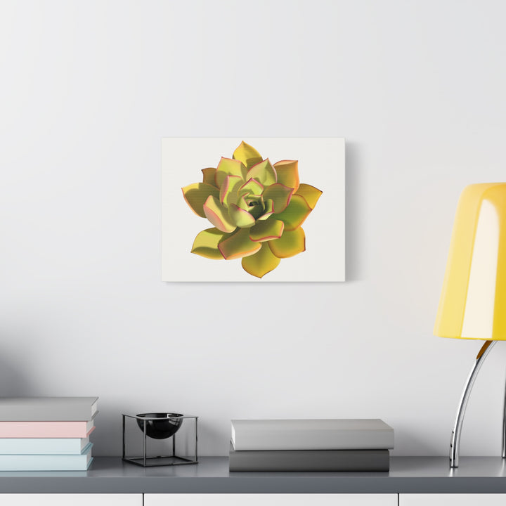 Noble Aeonium Succulent Canvas Wall Art Print for Modern Home Decor by The Potted Pixel