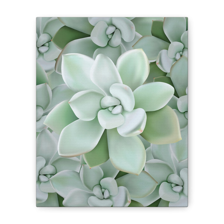 Pachyveria Haagei Succulent Pattern Canvas Art for Modern Home Decor 16x20 Matte Print