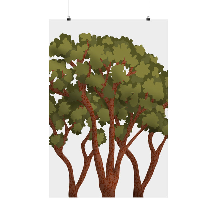 Pacific Madrone Print – Unframed Wall Art
