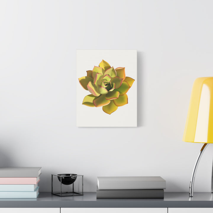 Noble Aeonium Succulent Canvas Wall Art Print for Modern Home Decor by The Potted Pixel