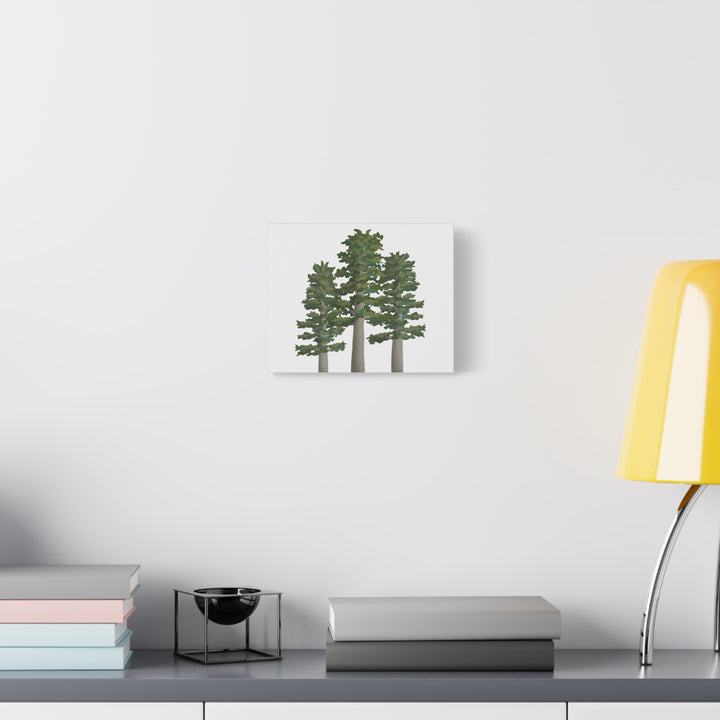 Sitka Spruce Canvas Print – Wall Art