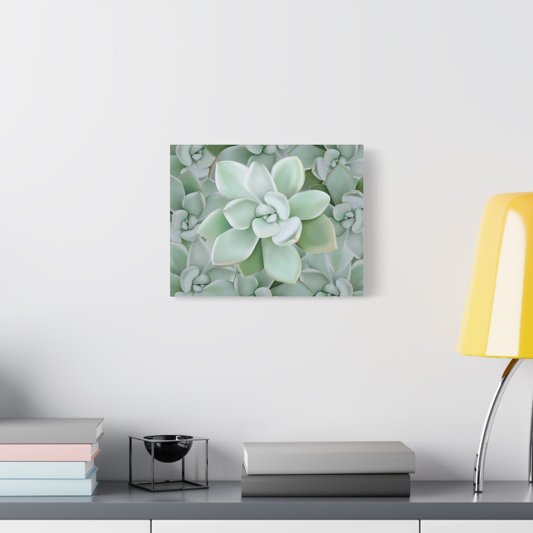 Pachyveria Haagei Succulent Pattern Canvas Art for Modern Home Decor 16x20 Matte Print