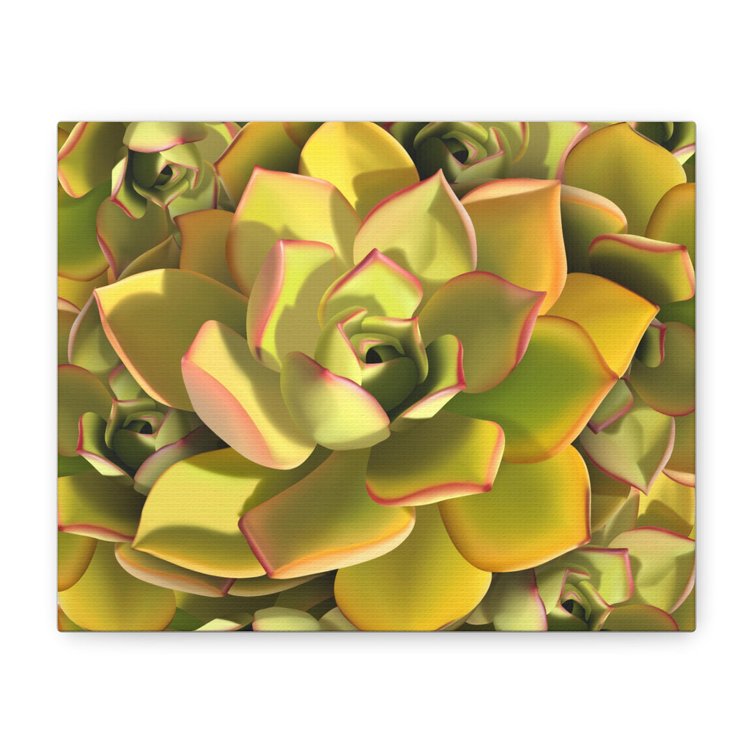 Succulent Canvas Art Vibrant Aeonium Print On Matte Canvas Wall Decor 12x18 Inches Indoor Home