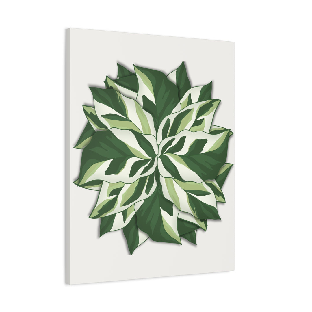 Calathea White Fusion Canvas Botanical Art Print On Stretched Cotton Canvas For Indoor Wall Decor