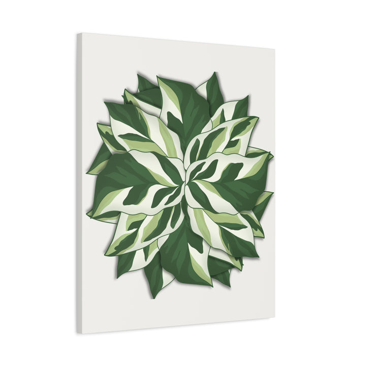 Calathea White Fusion Canvas Botanical Art Print On Stretched Cotton Canvas For Indoor Wall Decor