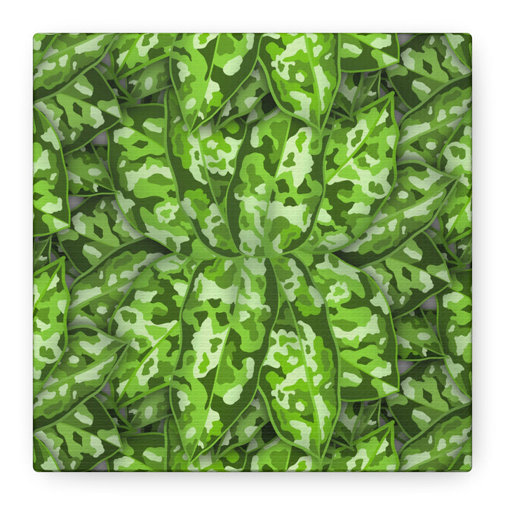 Aglaonema Pictum Canvas Wall Art Rare Plant Print Matte Finish For Modern Home Decor