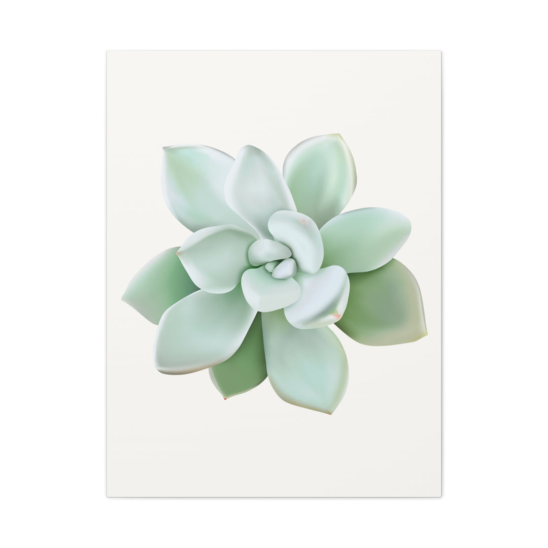 Succulent Canvas Art Pachyveria Haagei Print On Matte Finish Canvas Botanical Wall Decor