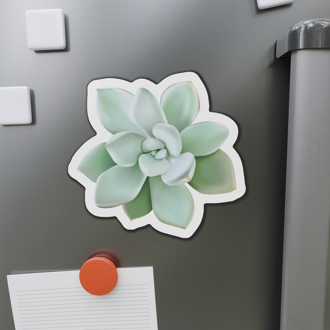 Pachyveria Haagei Succulent Magnet