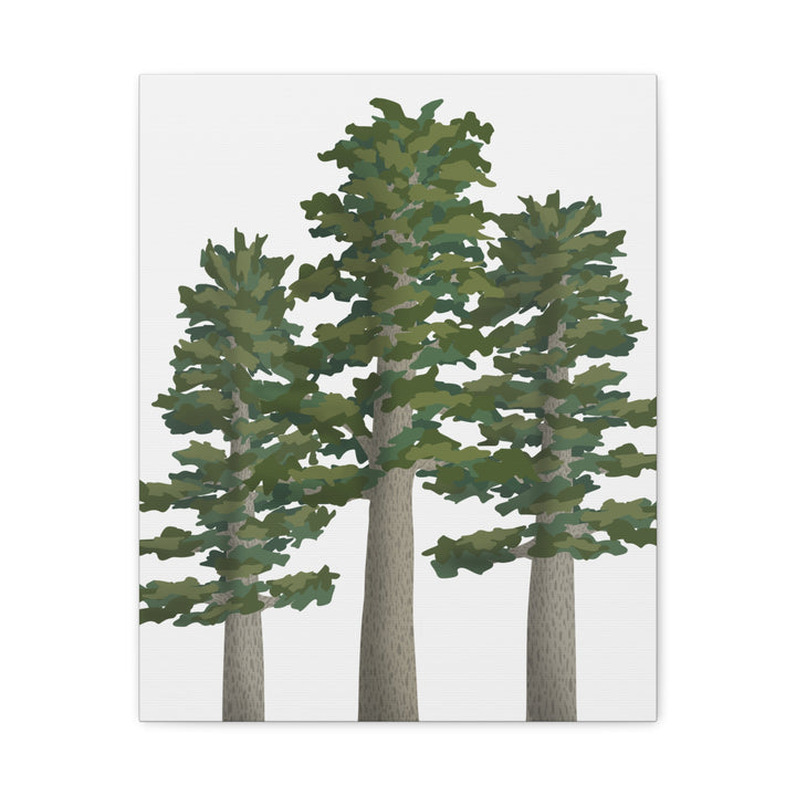 Sitka Spruce Canvas Print – Wall Art
