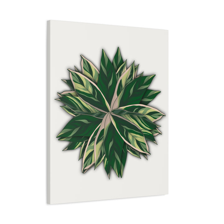 Stromanthe Triostar Canvas Wall Art Premium Matte Finish On Durable 1.25 Inch Frame For Vibrant Indoor Tropical Decor