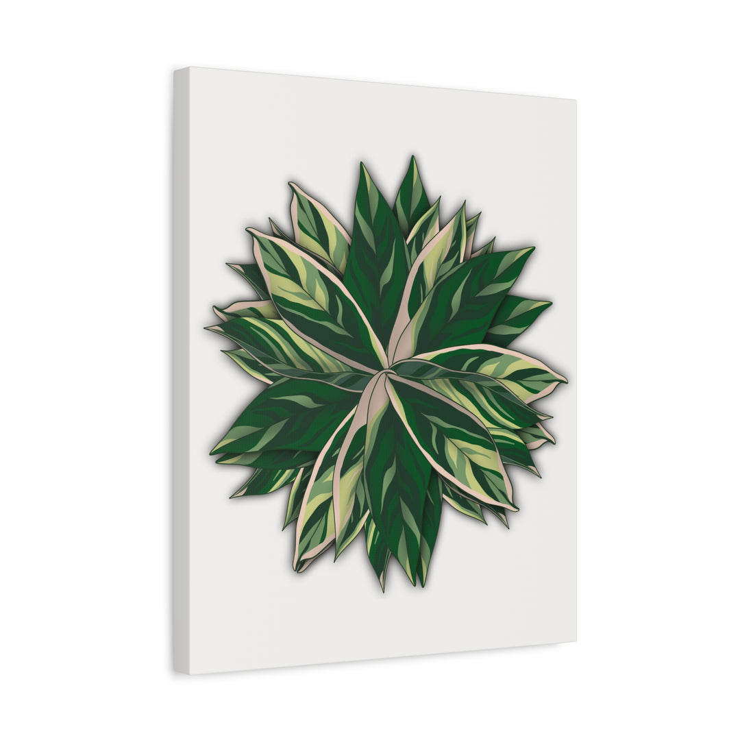 Stromanthe Triostar Canvas Wall Art Premium Matte Finish On Durable 1.25 Inch Frame For Vibrant Indoor Tropical Decor
