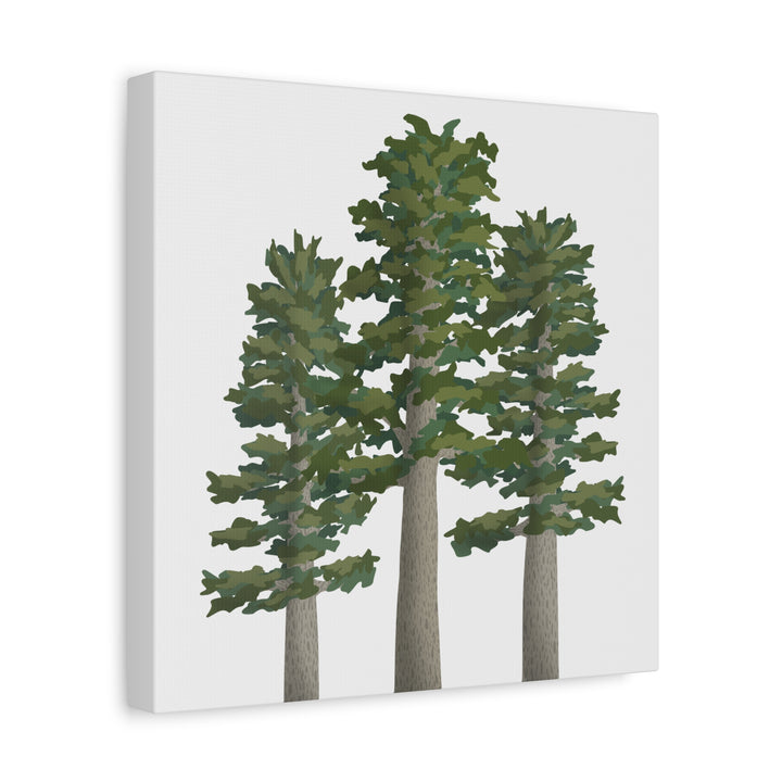 Sitka Spruce Canvas Print – Wall Art