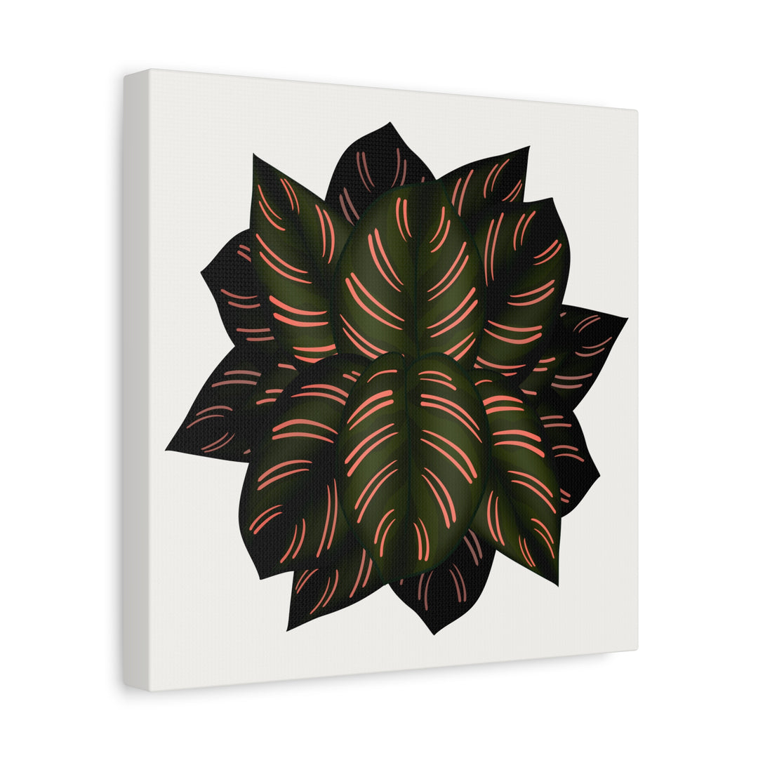 Calathea Pinstripe Canvas Botanical Wall Art Print On Stretched Cotton Canvas For Living Room Decor