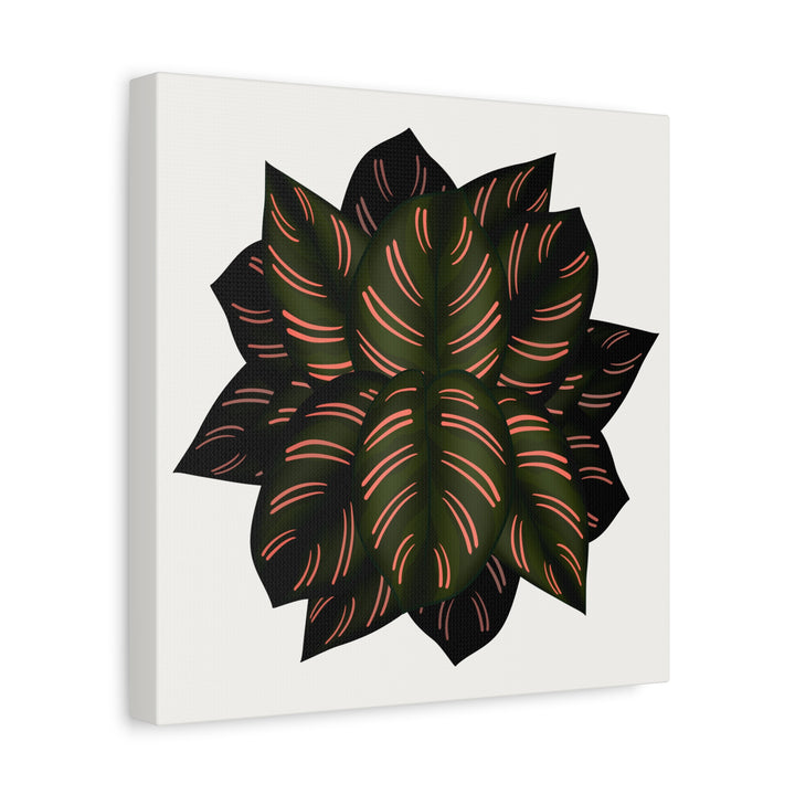 Calathea Pinstripe Canvas Botanical Wall Art Print On Stretched Cotton Canvas For Living Room Decor