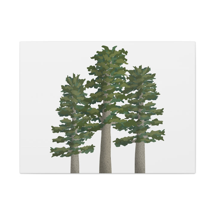 Sitka Spruce Canvas Print – Wall Art