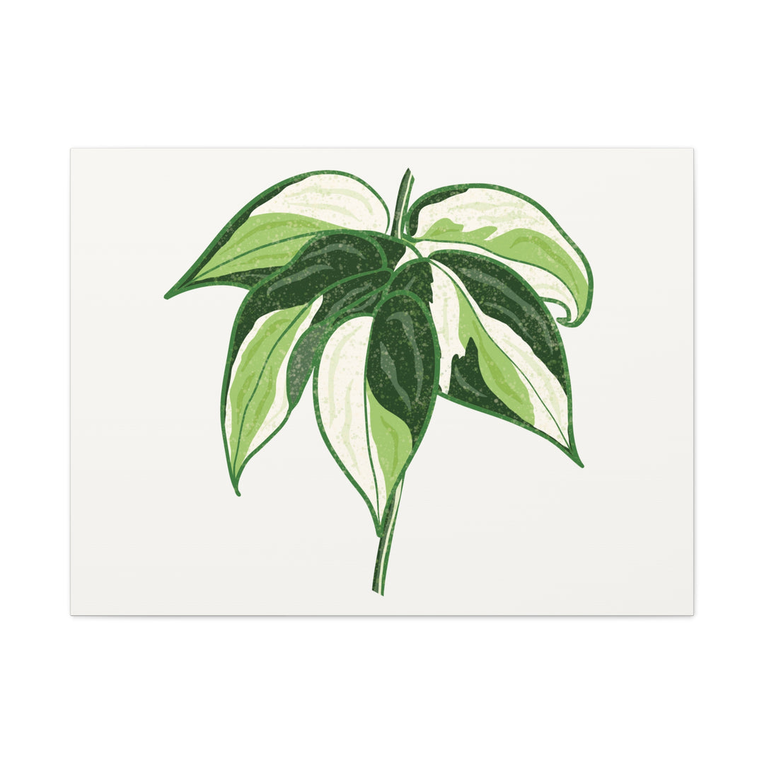 Philodendron Canvas Print Cream Splash Variegated Plant Art On Matte Cotton Canvas For Home Wall Decor