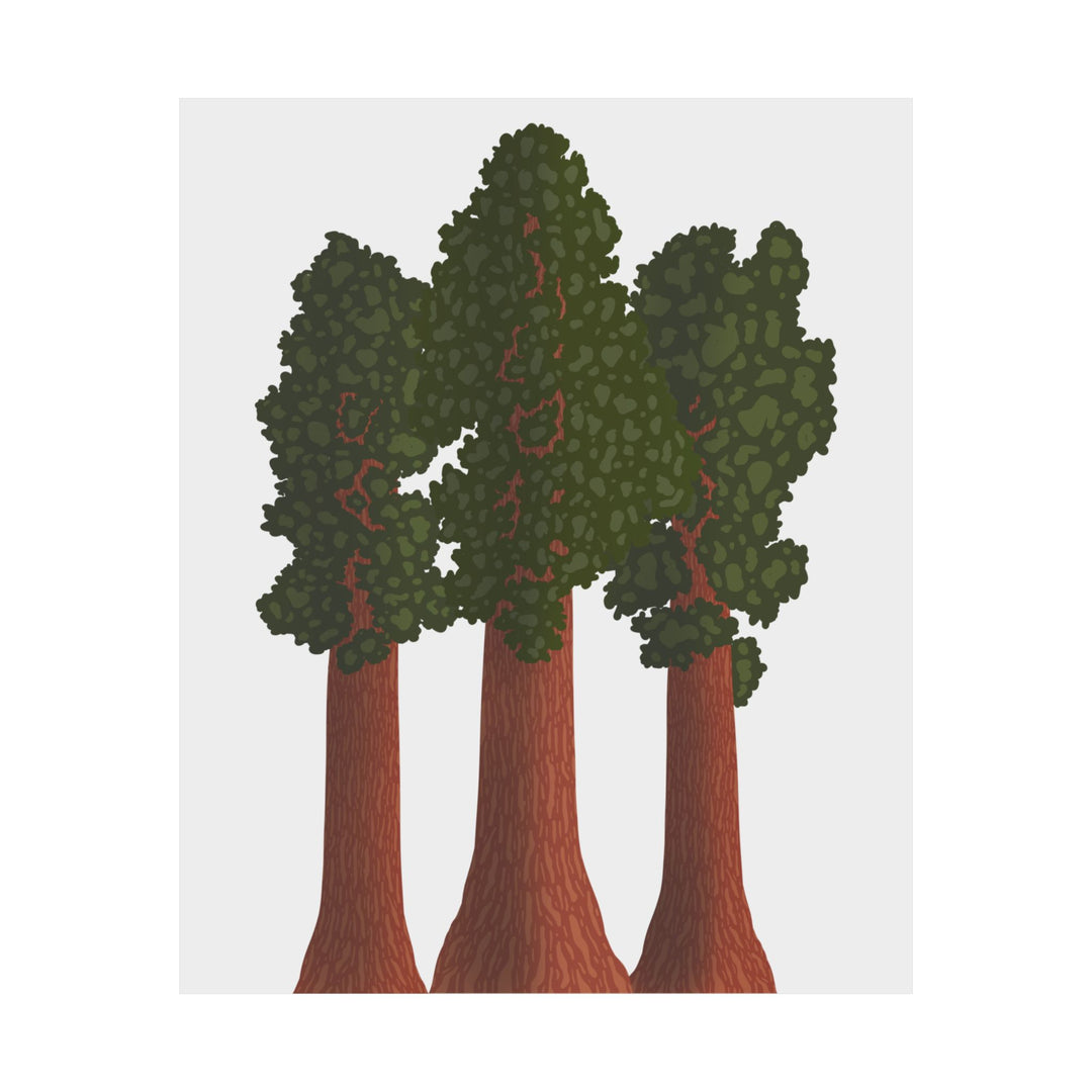 Giant Sequoias Print – Unframed Wall Art