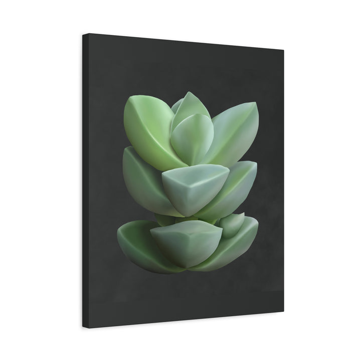 Crassula Canvas Print – Botanical Wall Art
