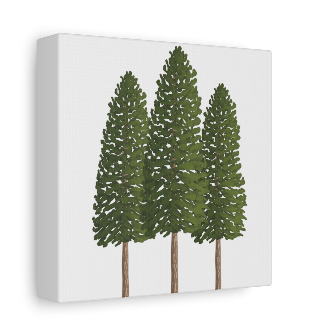 Three Ponderosa Pine Canvas Wall Art Matte Stretched Print Minimalist Forest Landscape Decor