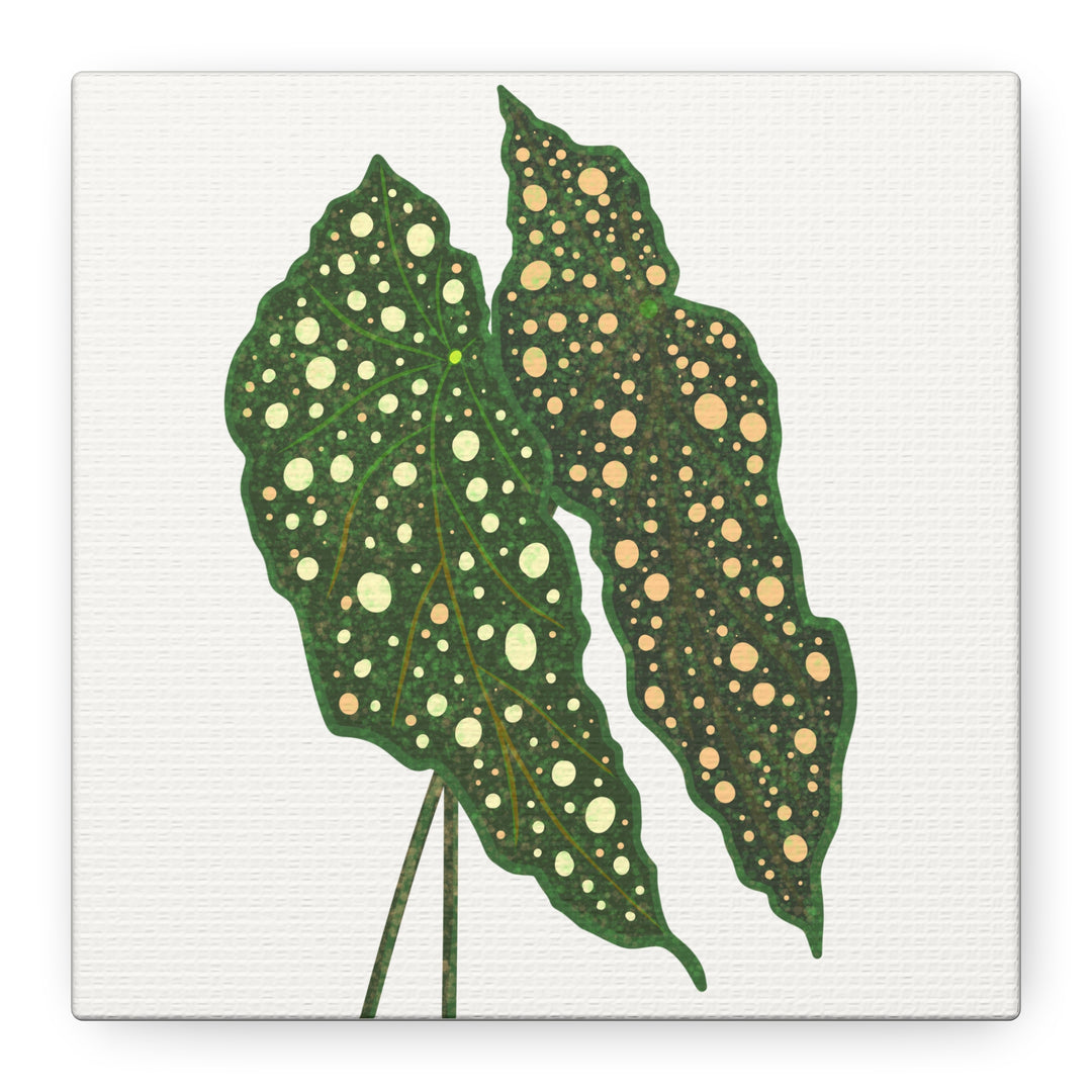 Begonia Maculata Canvas Premium Botanical Wall Art Print On Cotton Canvas With Matte Finish For Indoor Decor