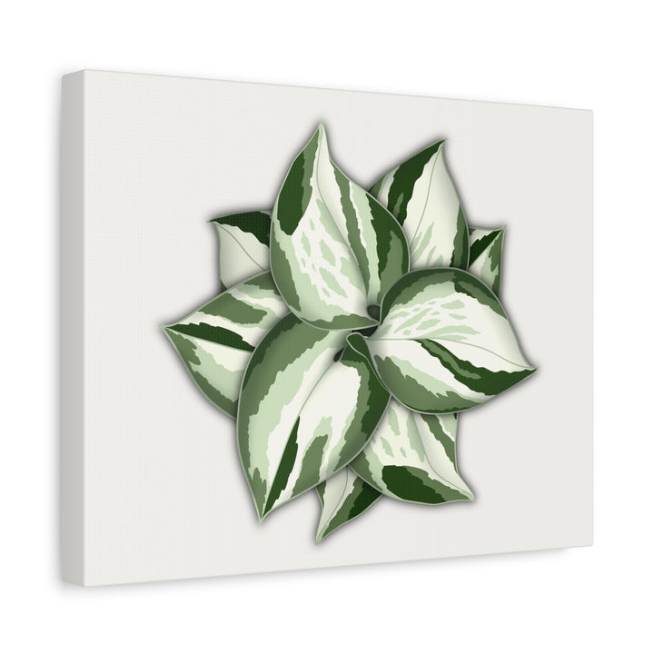 Manjula Pothos Canvas Print Stretched Matte Canvas Wall Art For Living Room And Office