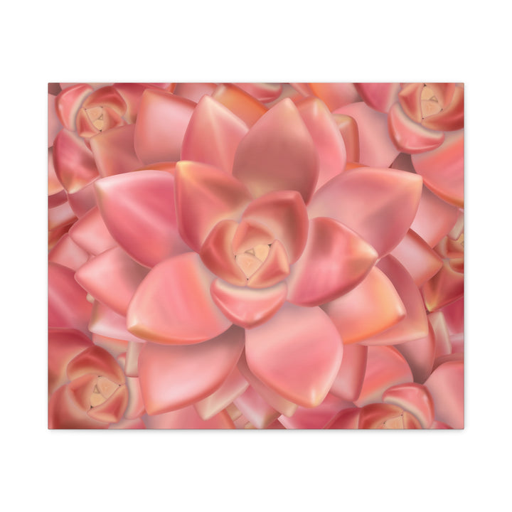 Graptosedum California Sunset Succulent Canvas Print – Botanical Wall Art - The Potted Pixel