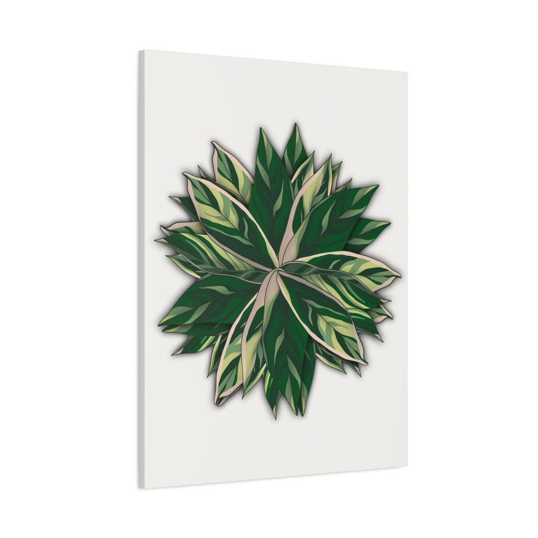 Stromanthe Triostar Canvas Wall Art Premium Matte Finish On Durable 1.25 Inch Frame For Vibrant Indoor Tropical Decor