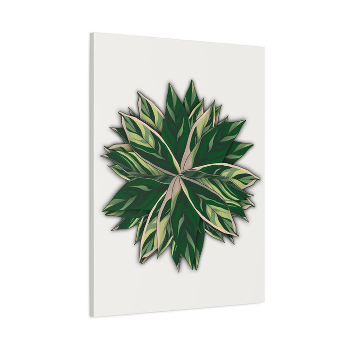 Stromanthe Triostar Canvas Wall Art Premium Matte Finish On Durable 1.25 Inch Frame For Vibrant Indoor Tropical Decor
