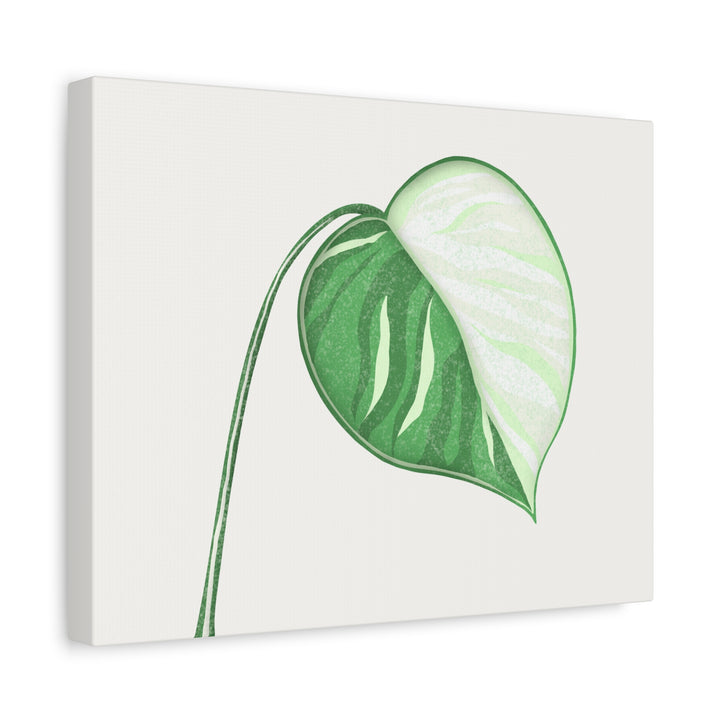 Monstera Albo Canvas Large Stretched Premium Quality Cotton Canvas Wall Art Tropical Leaf Poster Decor