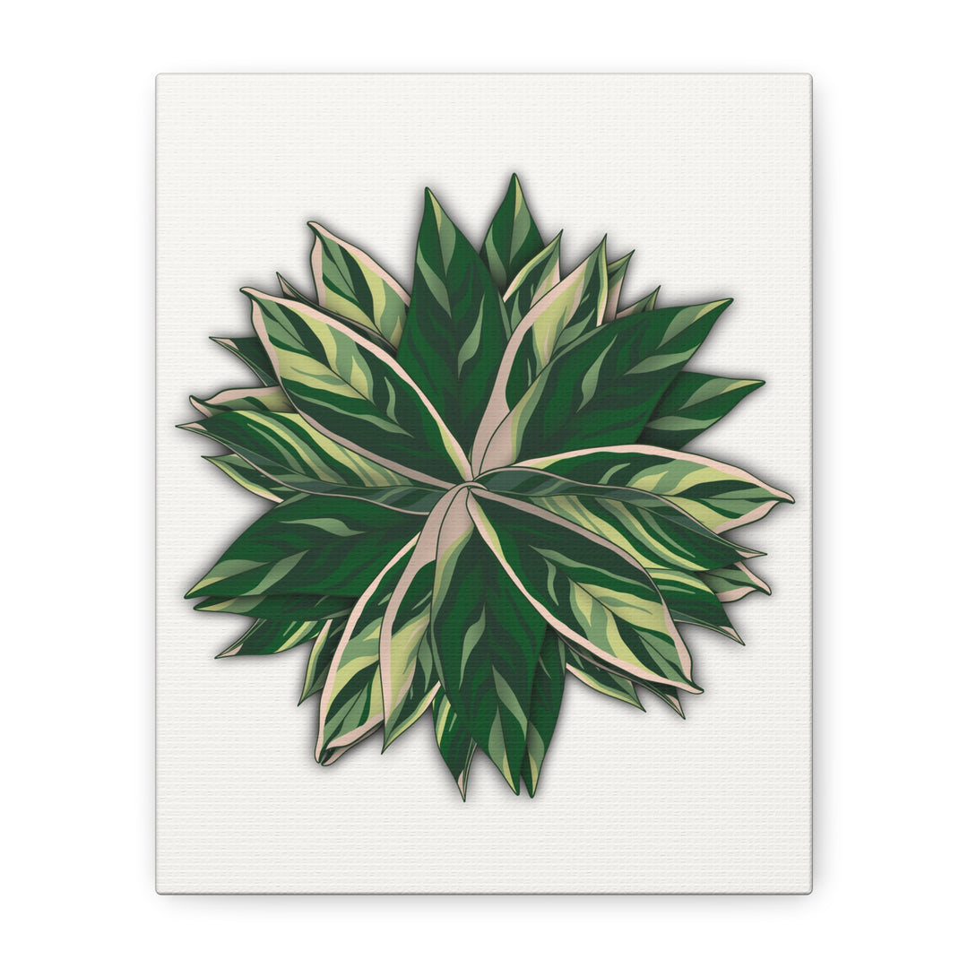 Stromanthe Triostar Canvas Wall Art Premium Matte Finish On Durable 1.25 Inch Frame For Vibrant Indoor Tropical Decor