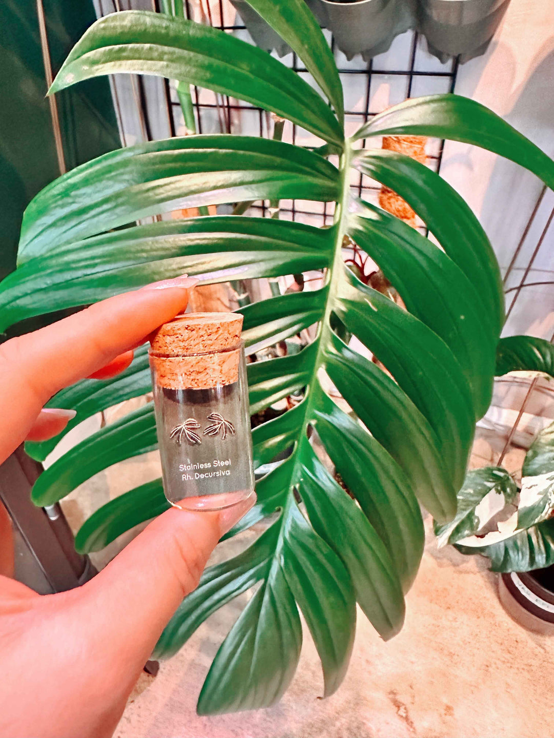 Rhaphidophora Decursiva Metal Stud Earrings