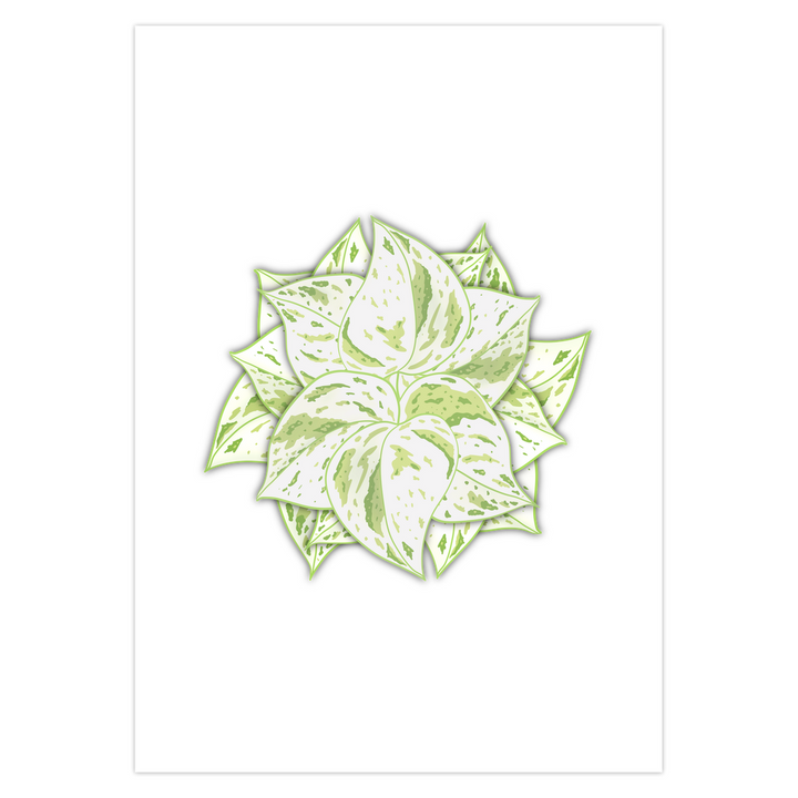 POS Snow Queen Pothos Greeting Card – 5 Pack