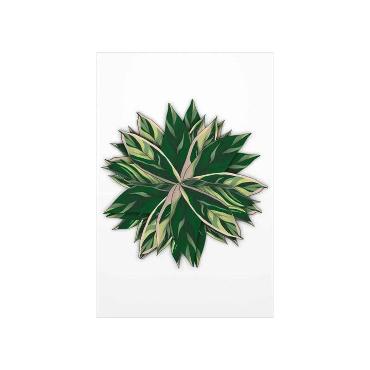 Stromanthe Triostar Print – Tropical Wall Art | Botanical Poster on Museum Grade Paper Unframed - The Potted Pixel