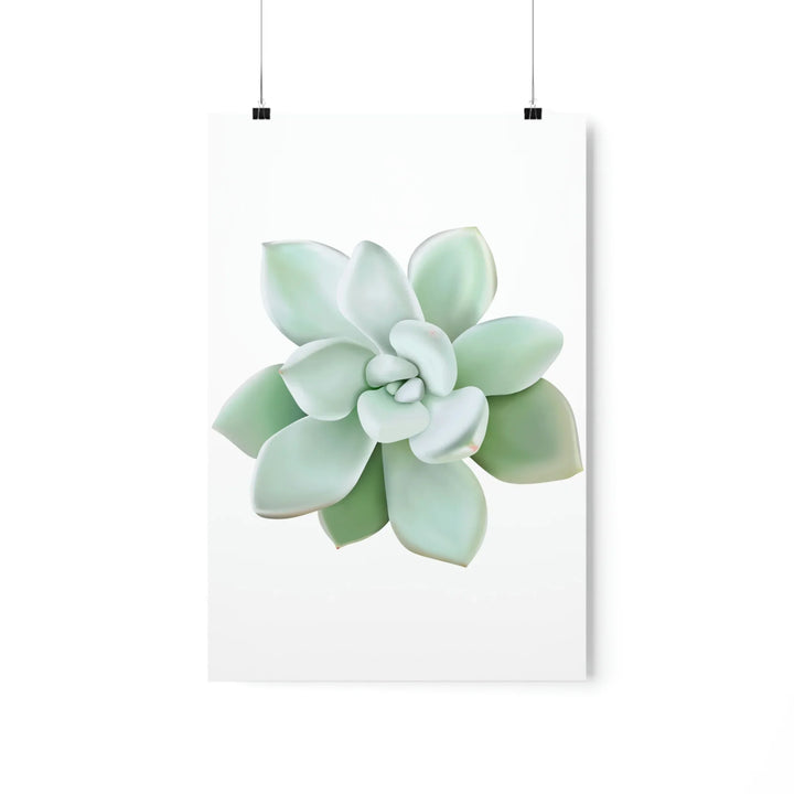 Succulent Wall Art Pachyveria Haagei Botanical Poster on Museum Grade Paper for Calm Home Decor