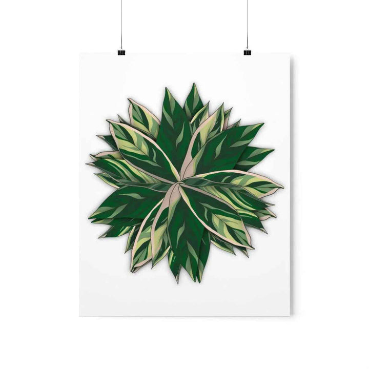 Stromanthe Triostar Print – Tropical Wall Art | Botanical Poster on Museum Grade Paper Unframed - The Potted Pixel