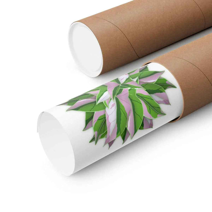 Syngonium Tricolor Botanical Print – Unframed Wall Art - The Potted Pixel