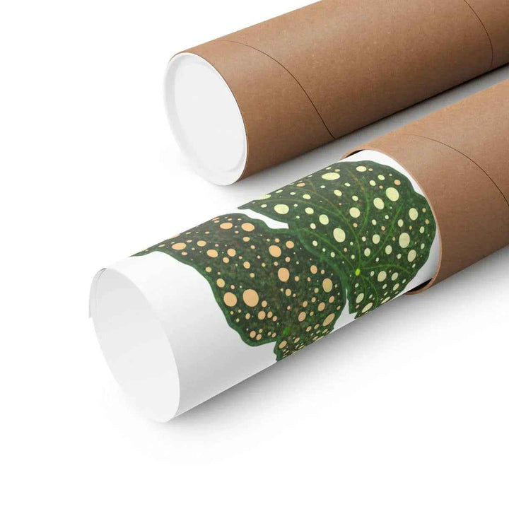 Begonia Maculata Print - Botanical Wall Art on Museum Grade Paper | Matte Finish Unframed - The Potted Pixel