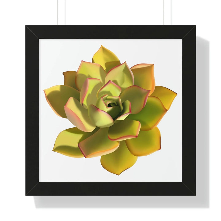 Noble Aeonium Succulent Framed Print, Poster, Printify, Framed, Home & Living, Indoor, Paper, Posters, Laura Christine Photography & Design, laurachristinedesign.com