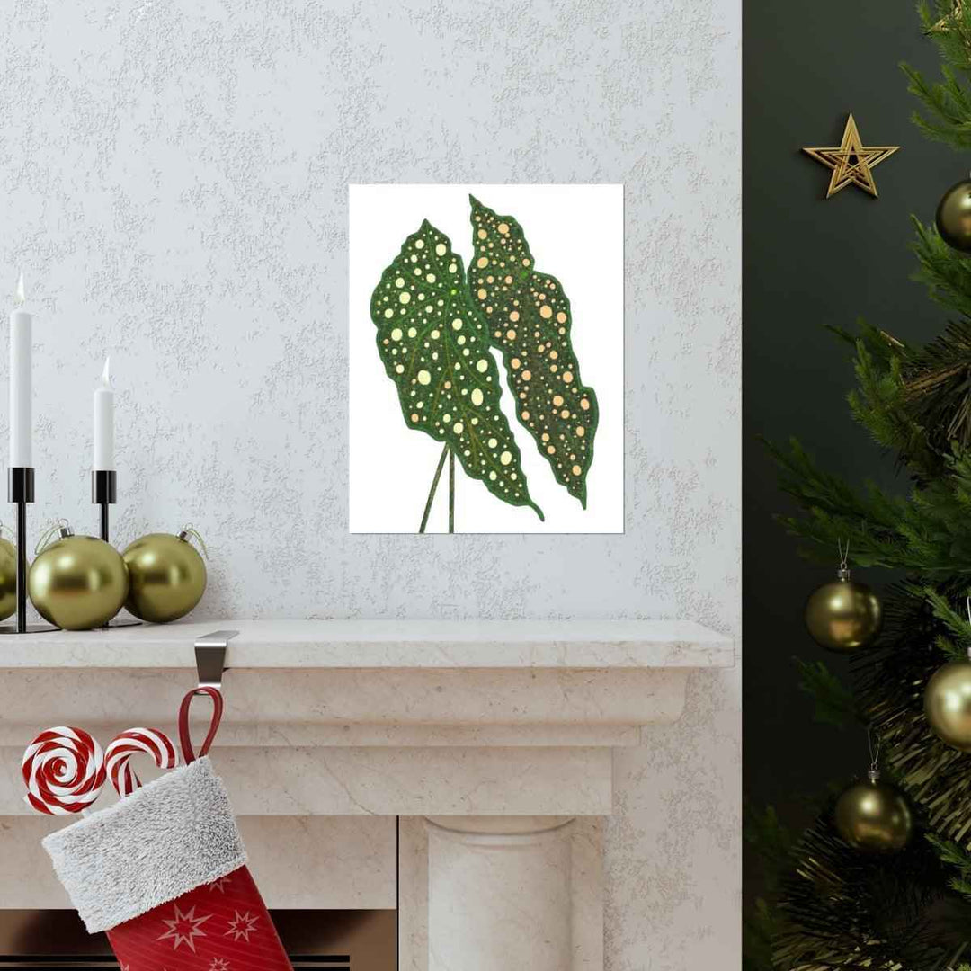 Begonia Maculata Print - Botanical Wall Art on Museum Grade Paper | Matte Finish Unframed - The Potted Pixel